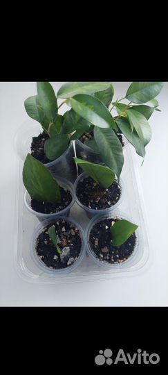 Замиокулькас