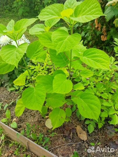 Гортензия крупнолистная саженцы