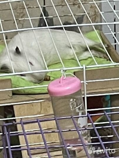 Морская свинка