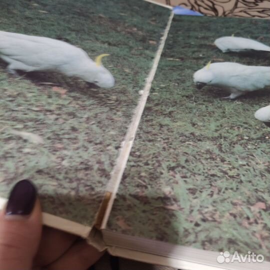 Энциклопедия