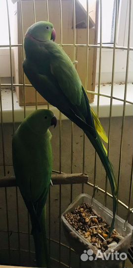 Ожереловый попугай птенцы