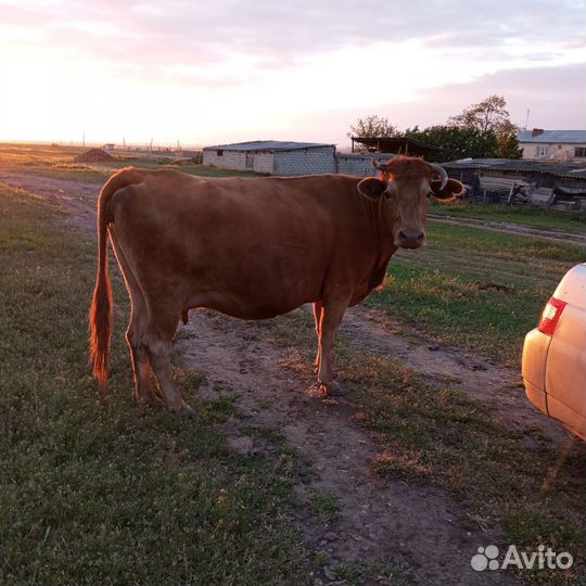 Коровы и телята