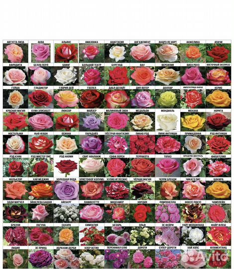 Саженцы роз