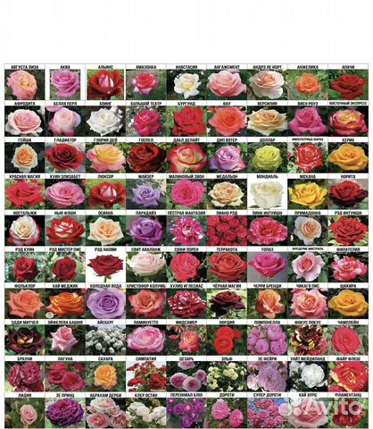 Саженцы роз