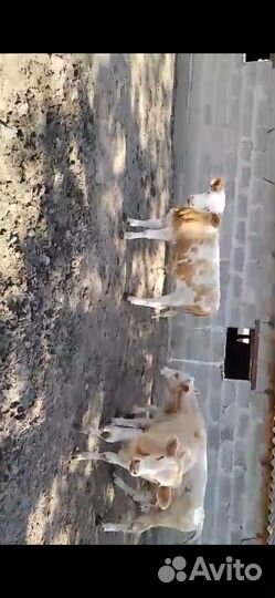 Телята бычки сементалы