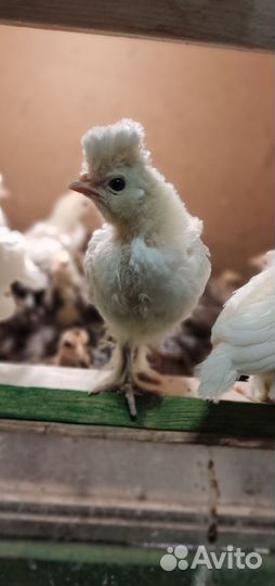 Петухи белые павловские, Бентамки ситцевые