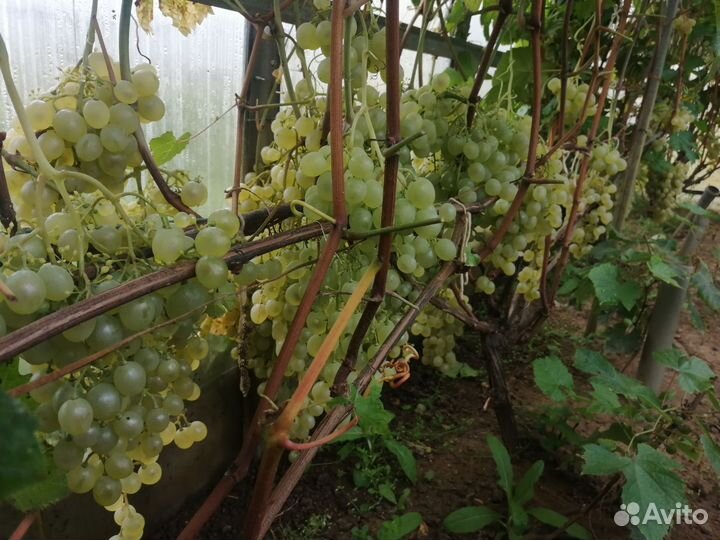 Саженцы винограда