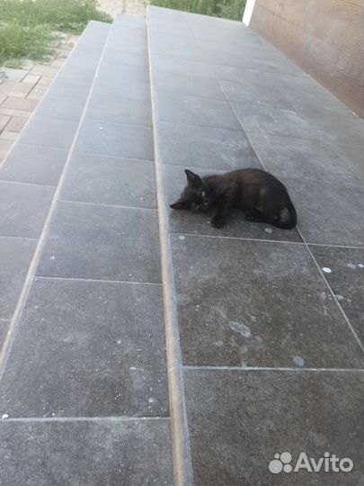 Котик в добрые руки