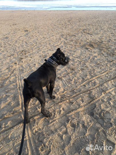 Намордник для большой собаки