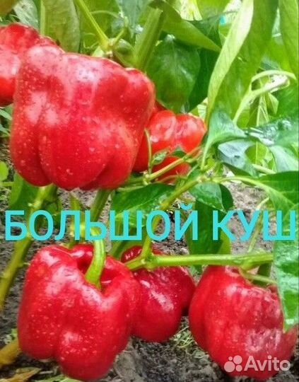 Семена сортового сладкого перца