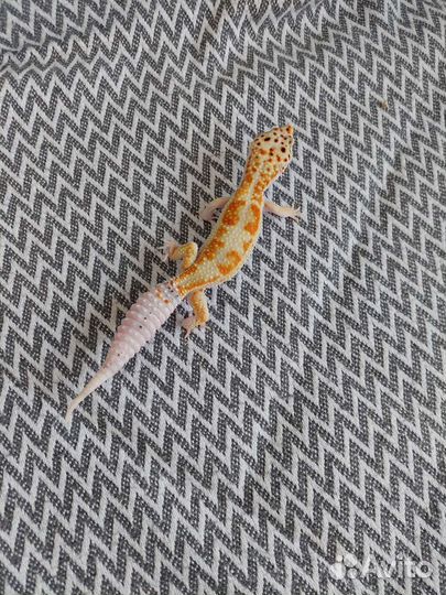 Продаю эублефаров