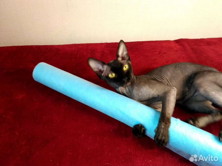 Канадский сфинкс вязка