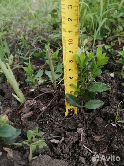 Саженцы самшита