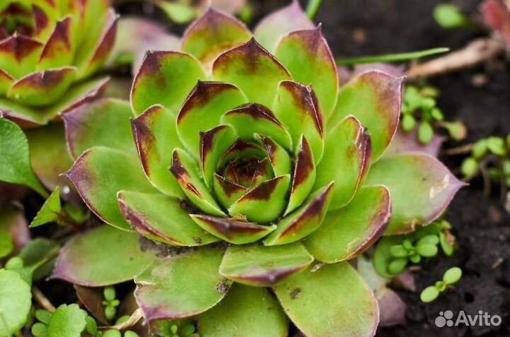 Каменная роза.Барвинок