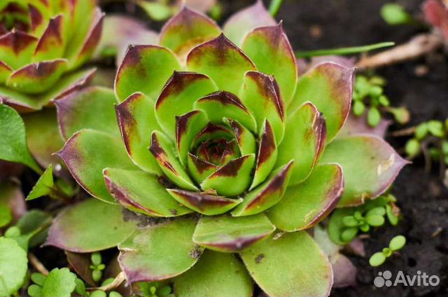 Каменная роза.Барвинок