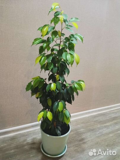 Фикус бенджамина