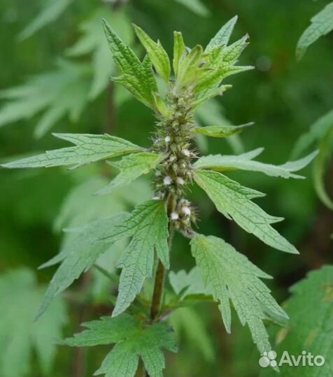 Пустырник сушеный