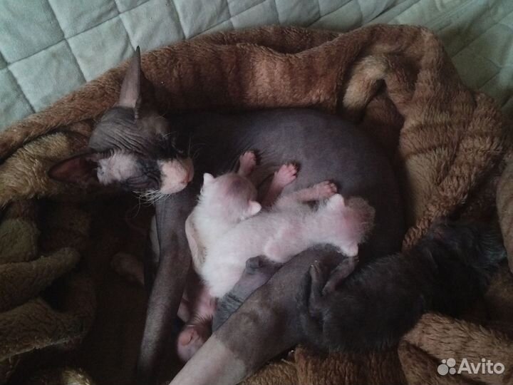 Котята сфинксов