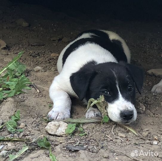 Щенок мальчик в добрые руки