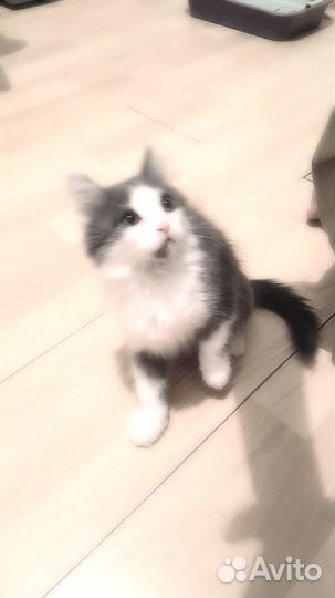 Котёнок бесплатно