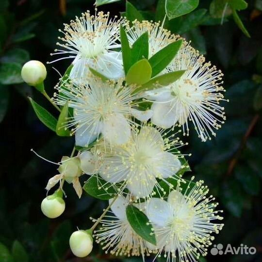 Мирт мелколистный (Миртовое дерево)