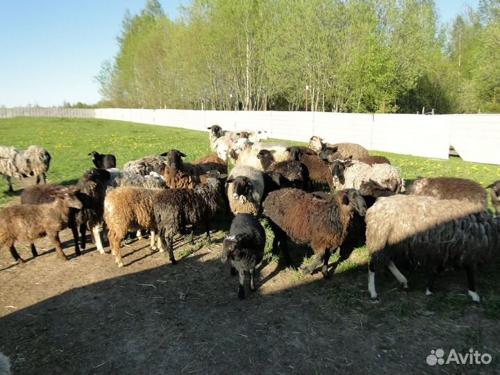 Бараны и ягнята