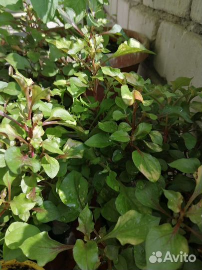 Альтернантера