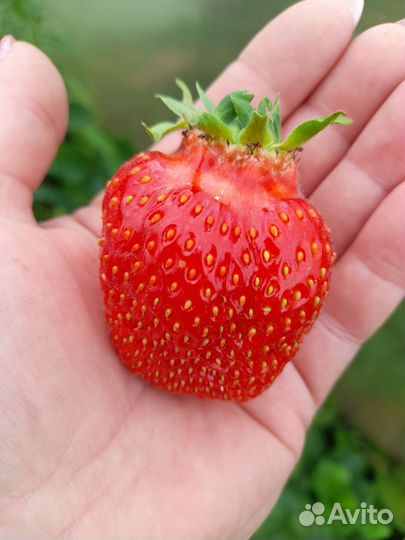 Клубника саженцы