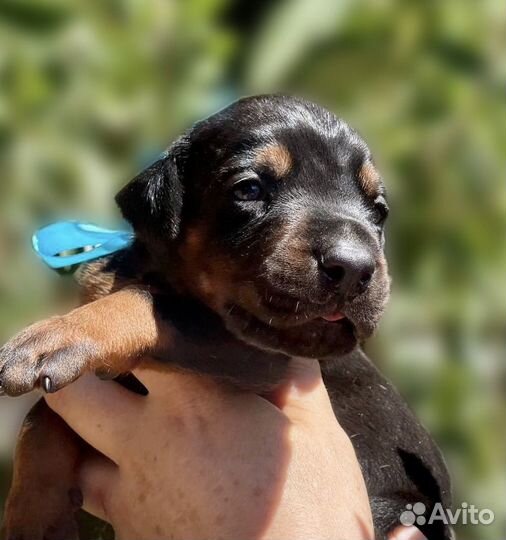 Интересные щенки добермана