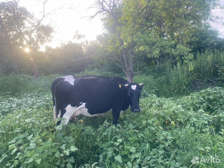 Корова дойная