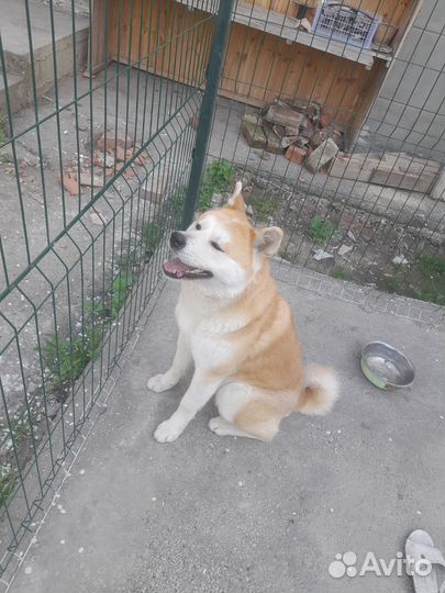 Акита ину