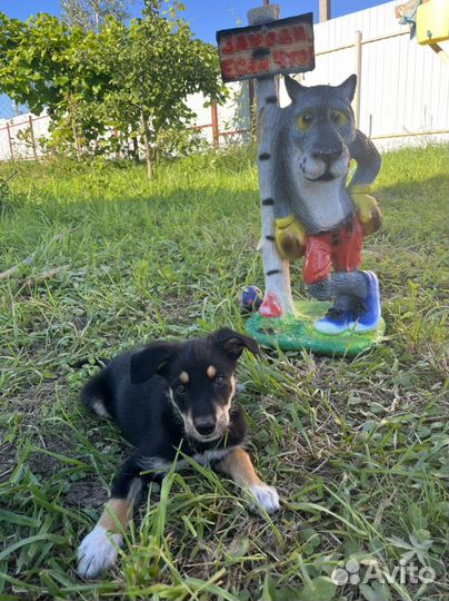 Собака в добрые руки