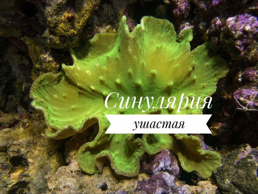 Синулярия ушастая, M (морской коралл в наличии)