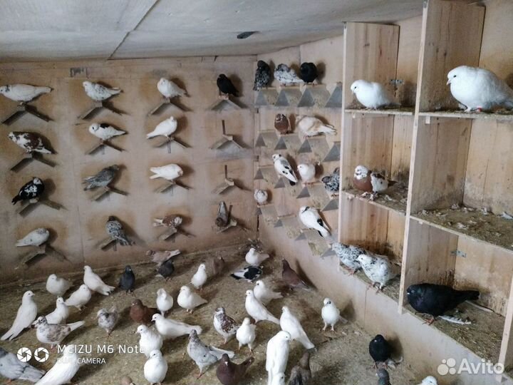 Голуби Бойные Бакинские