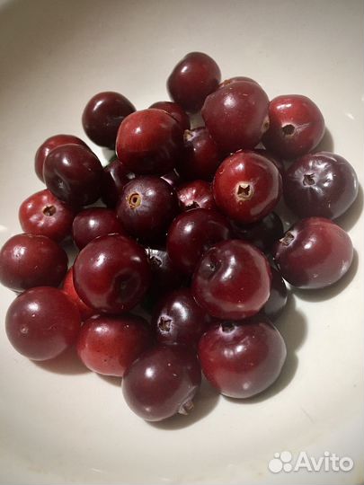 Клюква свежая