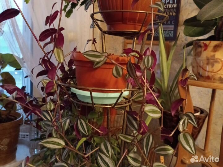 Традесканция фиолетовая