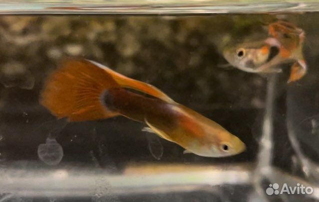 Мох гуппи растения аквариум