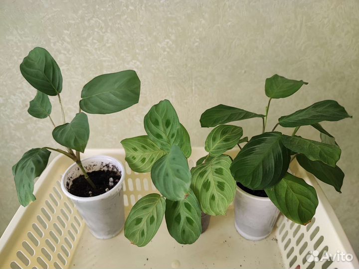 Наборы сингониумов, марант, растений