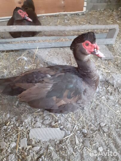 Селезень индоутки