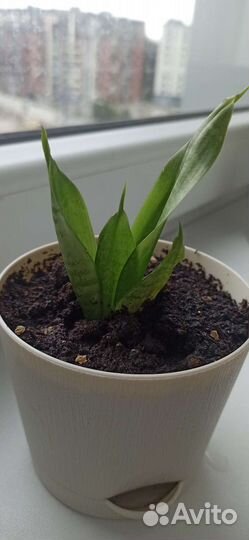 Сансевиерия