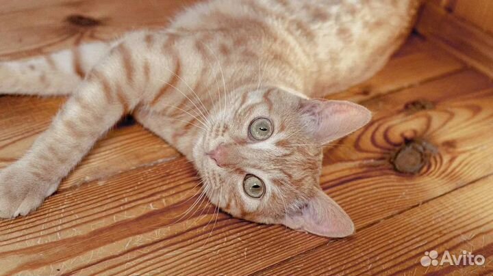 Рыжее игривое солнышко ищет дом в дар