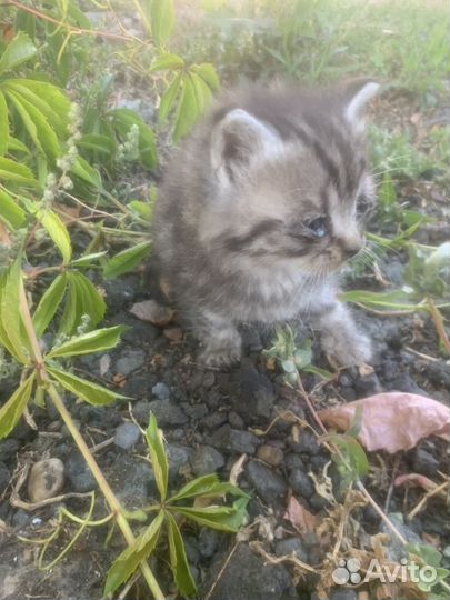 Бездомный котенок, заберите пожалуйста