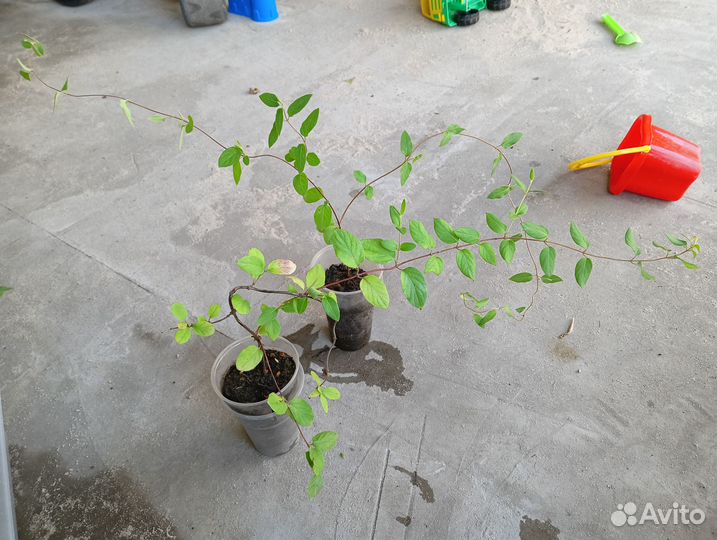 Жимолость каприфоль ароматная