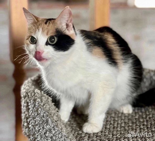 Кошечка на удачу