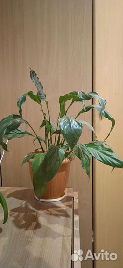 Спатифиллум