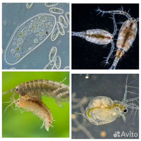 Дафния моина,гамарус тропический, инфузория