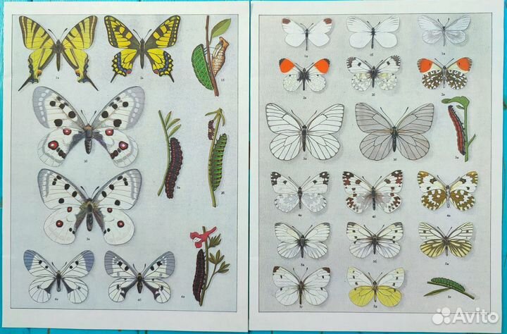 Винтажные иллюстрации бабочки