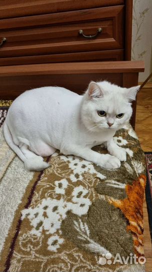 Красивая ласковая кошка в добрые руки