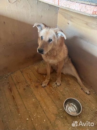 Златан из приюта никому не нужен