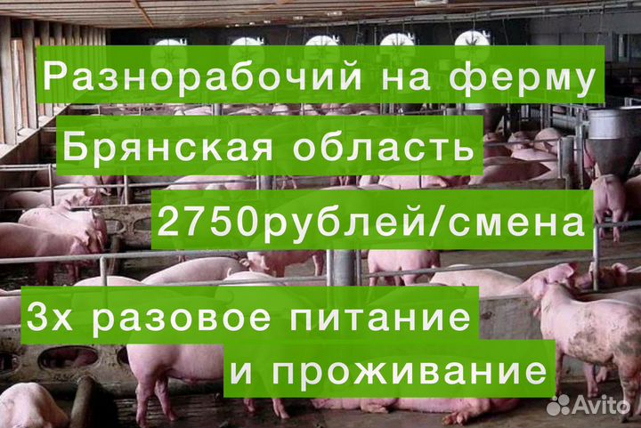 Работа вахта с проживанием Ферма Брянская обл